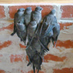 Chimney Swifts