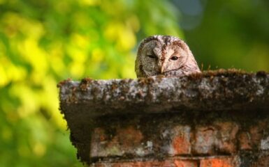 animals in chimney, mineral point WI