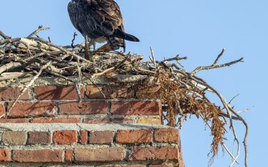 Critters and Chimney Damage In Wisconsin