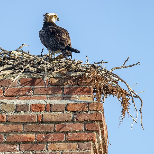 Critters and Chimney Damage In Wisconsin